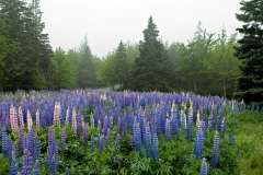 lupines-01