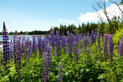 lupines-tremont-060810-01